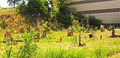 Disinterment #1